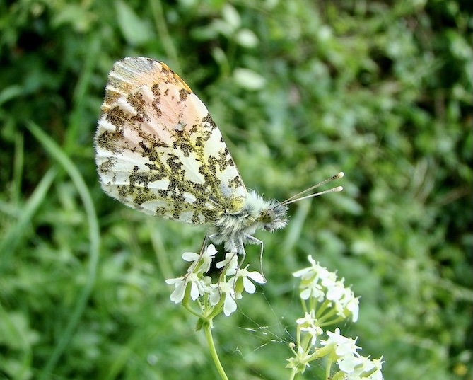 orange tip